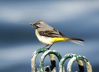 Grey Wagtail