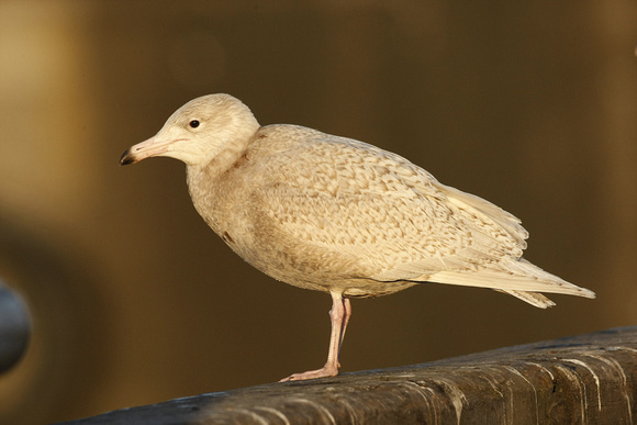 Glaucous Gull