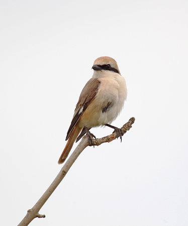 Red-tailed Shrike