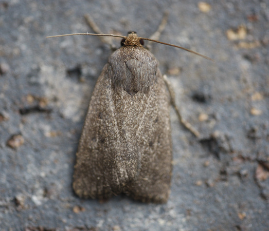 Mouse Moth
