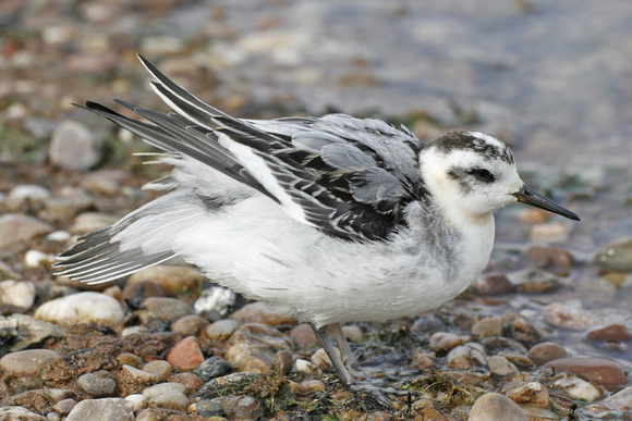 Grey Phalarope