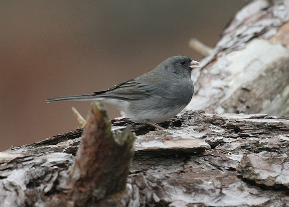 Dark-eyed Junco