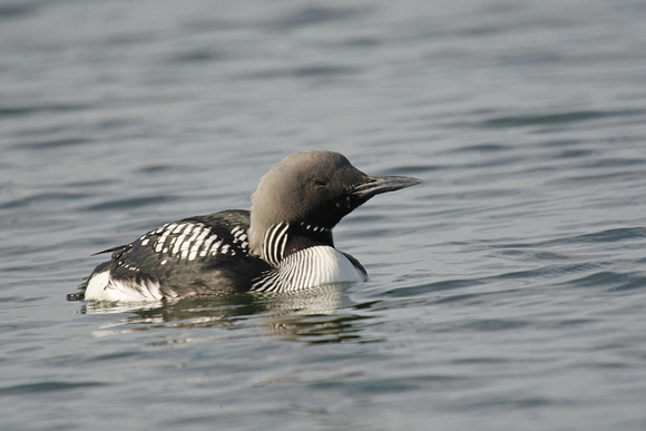 Black-throated Diver
