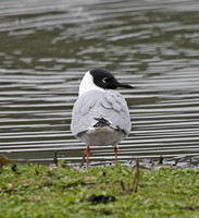 Bonaparte's Gull