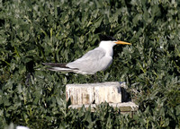 Elegant Tern