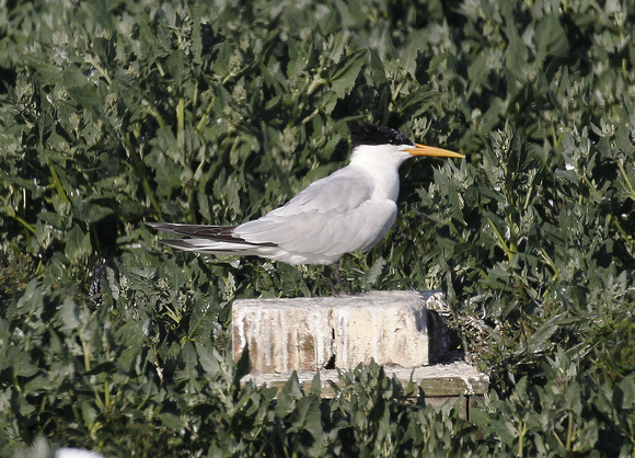 Elegant Tern