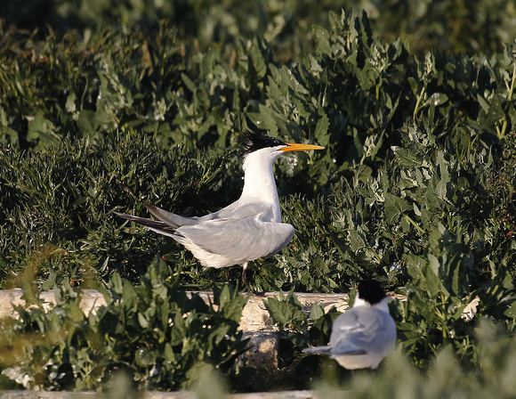 Elegant Tern