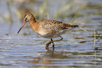 Black-tailed Godwit