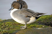 Pintail