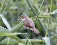 Blyth's Reed Warbler