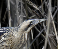 Bittern