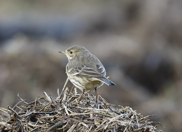 Buff-bellied Pipit