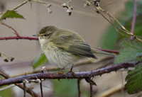 Common Chiffchaff