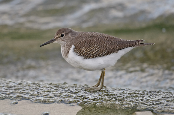 Common Sandpiper