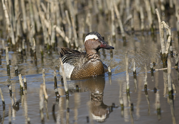 Garganey
