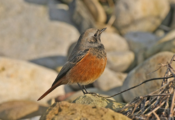 Eastern Black Redstart
