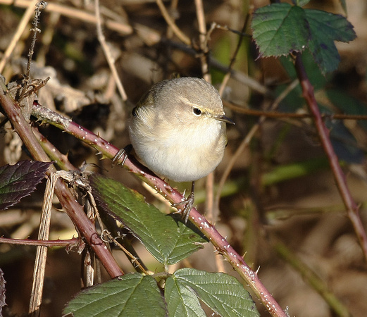 Siberian Chiffchaff