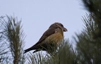 Parrot Crossbill