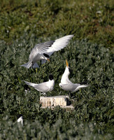 Elegant Tern