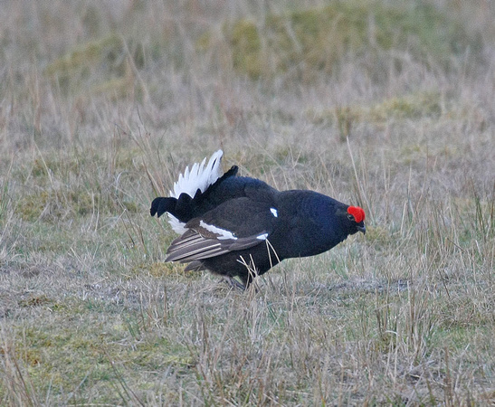 Black Grouse