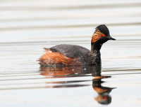 Black-necked Grebe