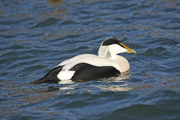 Common Eider