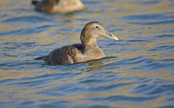 Common Eider