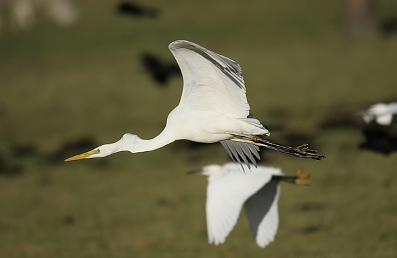 Great White Egret