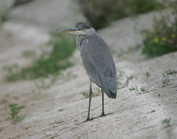Grey Heron