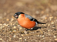 Bullfinch