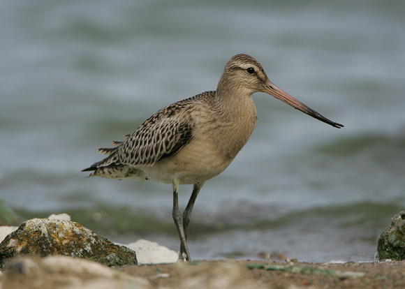 Bar-tailed Godwit