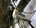 Iberian Chiffchaff