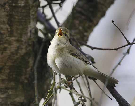 Iberian Chiffchaff