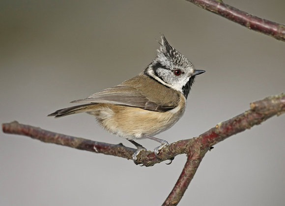 Crested Tit