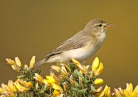 Willow Warbler