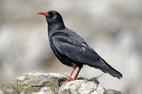 Chough