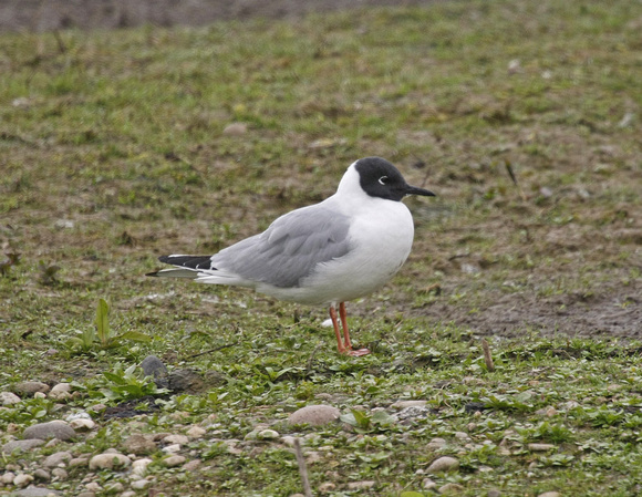 Bonaparte's Gull