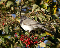 Black-throated Thrush