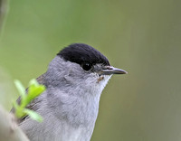 Blackcap & Garden Warbler