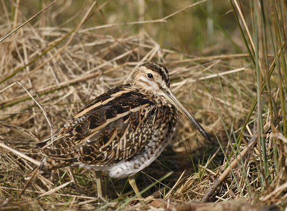 Common Snipe