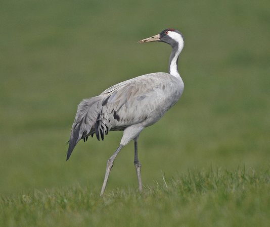 Common Crane