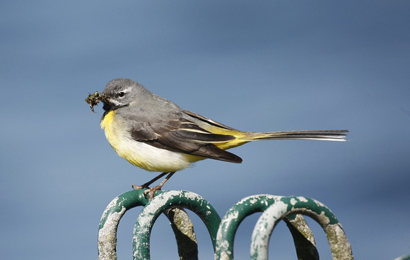 Grey Wagtail