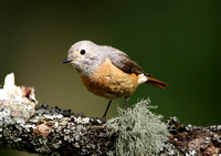 Common Redstart