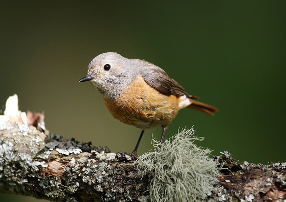 Common Redstart