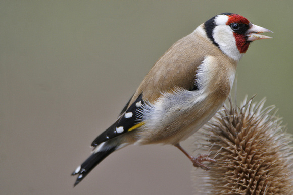 Goldfinch