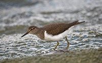 Common Sandpiper