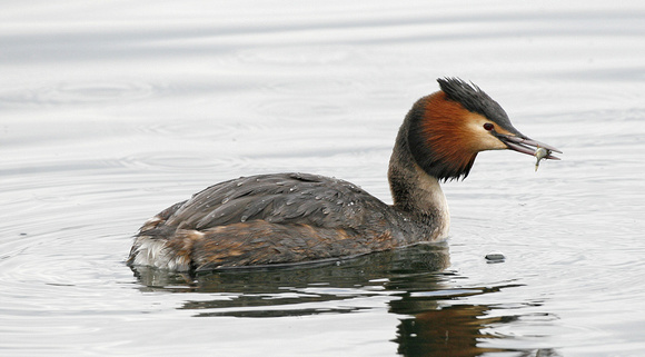 Great Crested Grebe