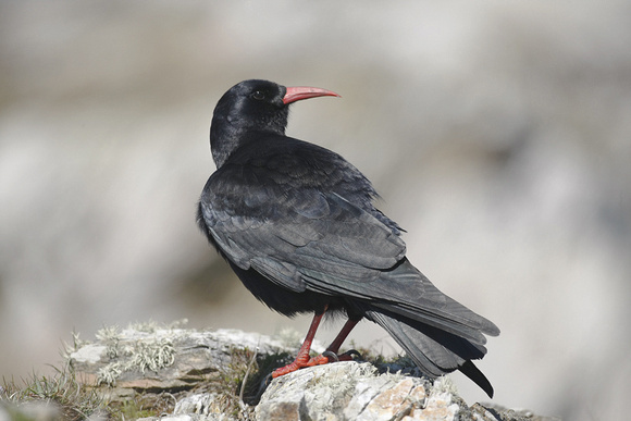 Chough