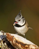 Crested Tit