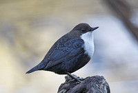 Black-bellied Dipper